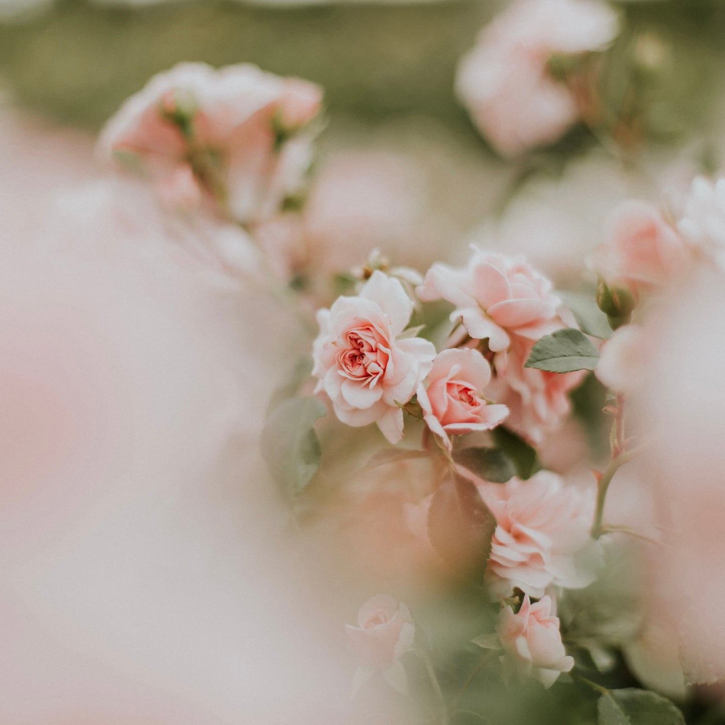 Muttertag Duftkerze | Rosen aus Mamas Garten | Sojawachs